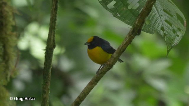 Orange-bellied Euphonia - ML201810271