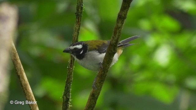 Black-winged Saltator - ML201810291