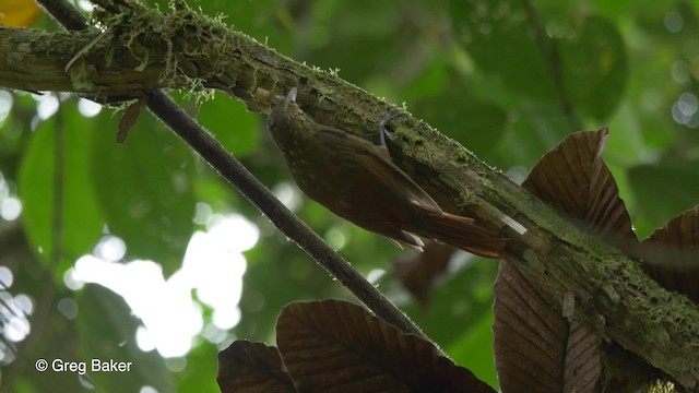 Spotted Woodcreeper (Berlepsch's) - ML201810301