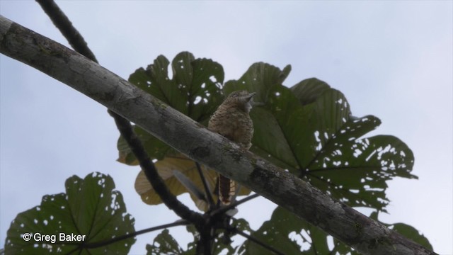 Barred Puffbird - ML201810311
