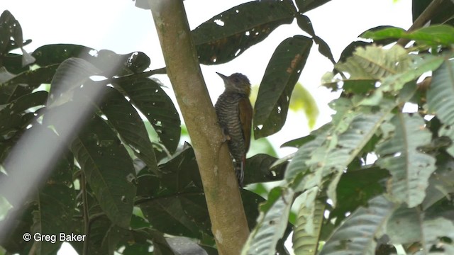 Red-rumped Woodpecker - ML201810321