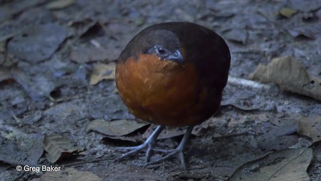 Corcovado Dorsioscuro - ML201810351