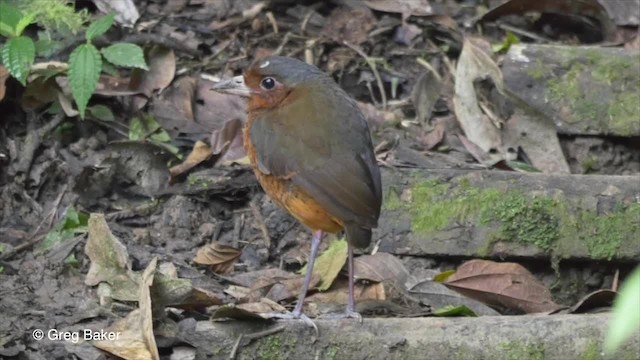 Giant Antpitta - ML201810371