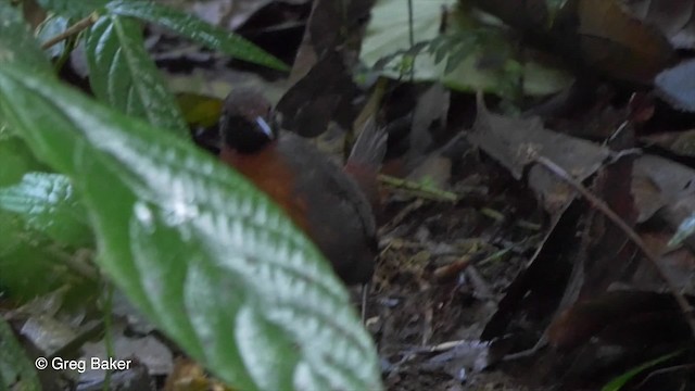 Rufous-breasted Antthrush - ML201810381