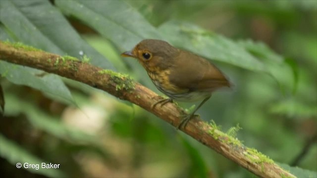 Ochre-breasted Antpitta - ML201810401