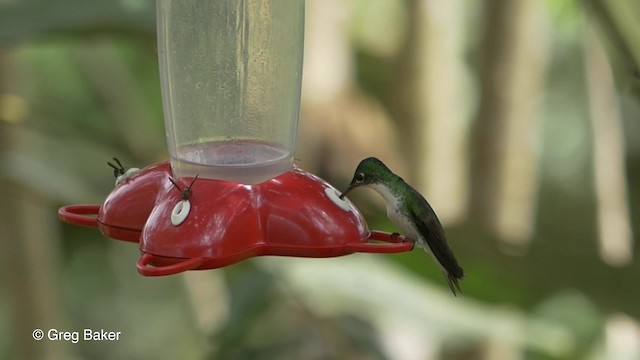 kolibřík andský - ML201810571