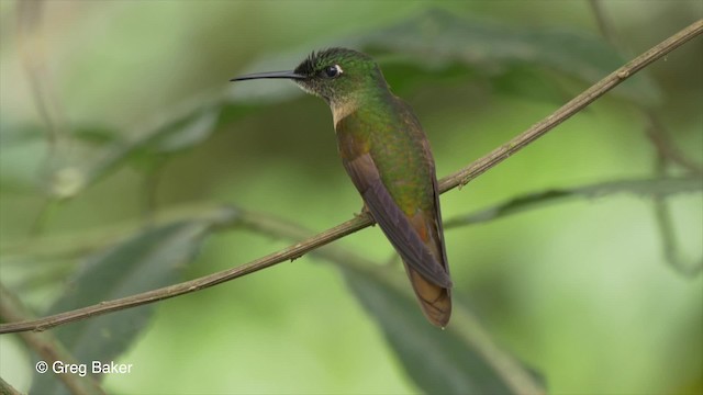 Braunbauch-Brillantkolibri - ML201810591