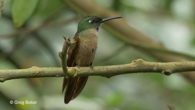 kolibřík hnědobřichý - ML201810601