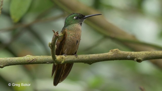 Brillante Pechigamuza - ML201810601