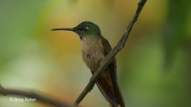 kolibřík hnědobřichý - ML201810611