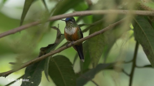 Violet-tailed Sylph - ML201810631