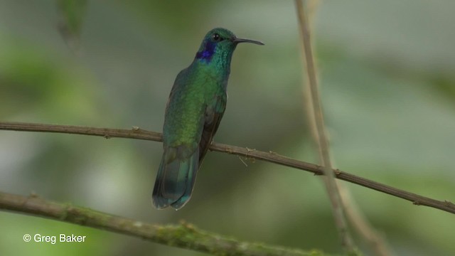 Lesser Violetear (Andean) - ML201810641