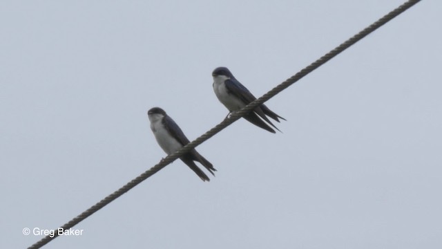 Golondrina Barranquera (cyanoleuca) - ML201810651