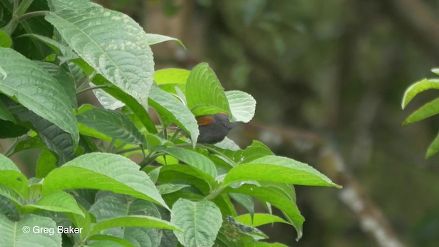 Slaty Spinetail - ML201810661