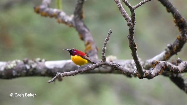 Gouldnektarvogel (gouldiae/isolata) - ML201810721