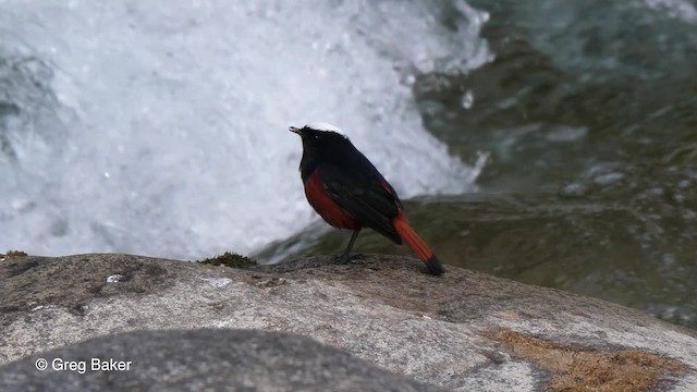 White-capped Redstart - ML201810741