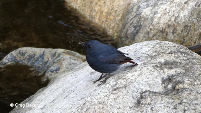 Plumbeous Redstart - ML201810751