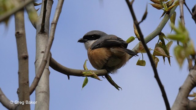 Gray-backed Shrike - ML201810771