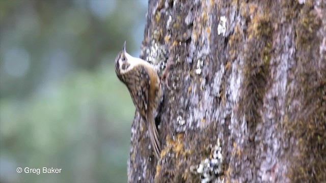 ワキアカキバシリ - ML201810781