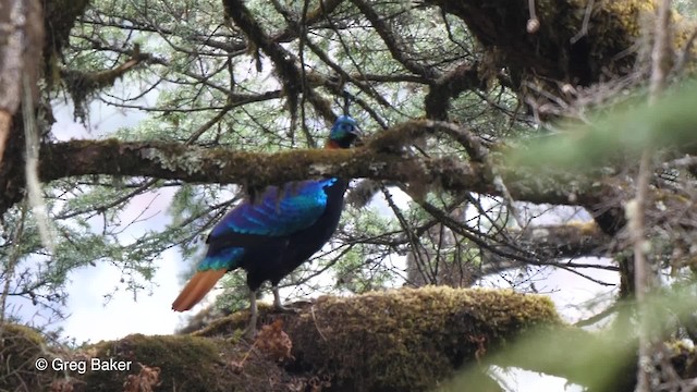 Himalayan Monal - ML201810791