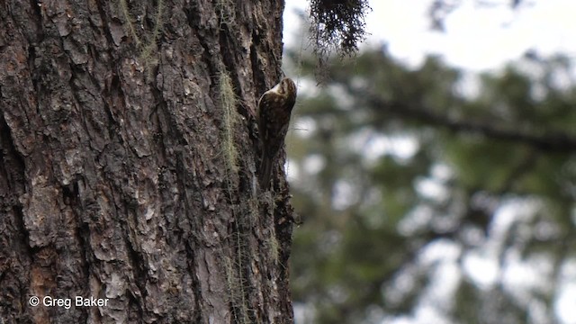 Hodgson's Treecreeper - ML201810801