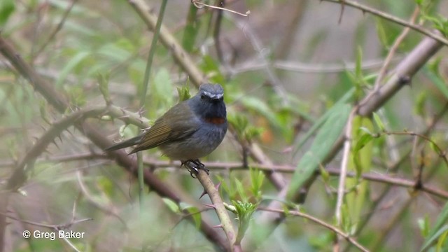 Papamoscas Gorjirrojo - ML201810811