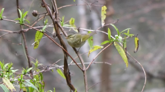 Blyth's Leaf Warbler - ML201810821