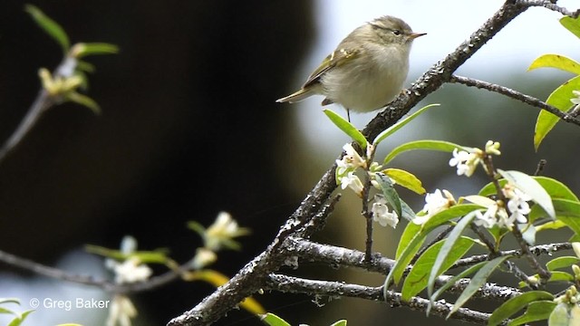 Mosquitero de Blyth - ML201810831