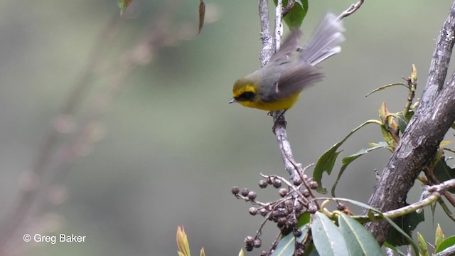 Yellow-bellied Fairy-Fantail - ML201810841