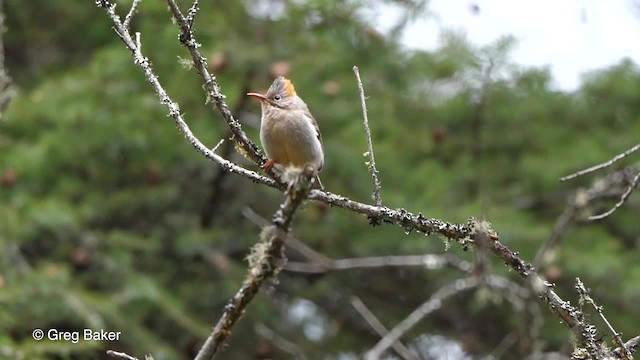 Rufous-vented Yuhina - ML201810851