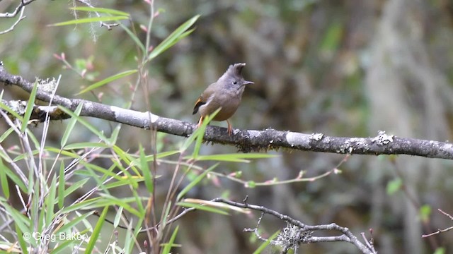 Stripe-throated Yuhina - ML201810861