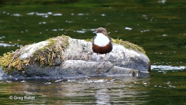 White-throated Dipper - ML201810901