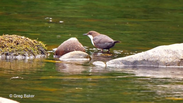 White-throated Dipper - ML201810911