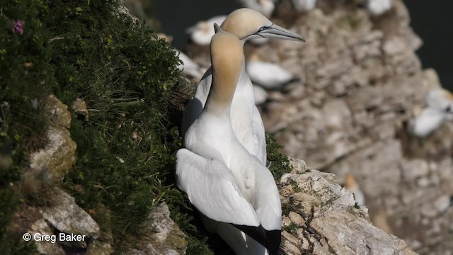 Northern Gannet - ML201810931