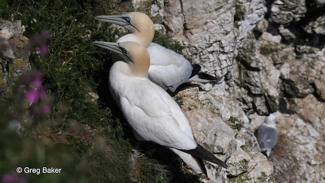 Northern Gannet - ML201810941