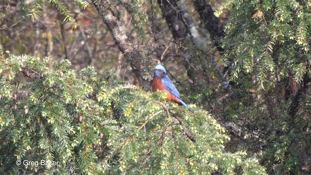 Chestnut-bellied Rock-Thrush - ML201811061