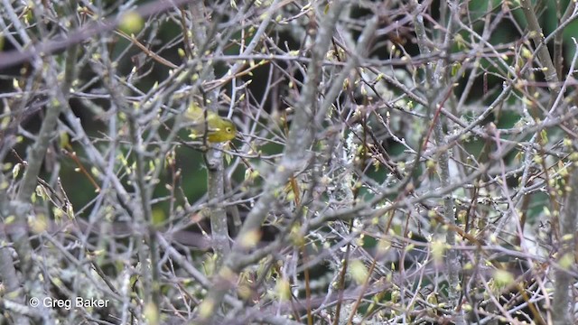 Mosquitero de Burke - ML201811081