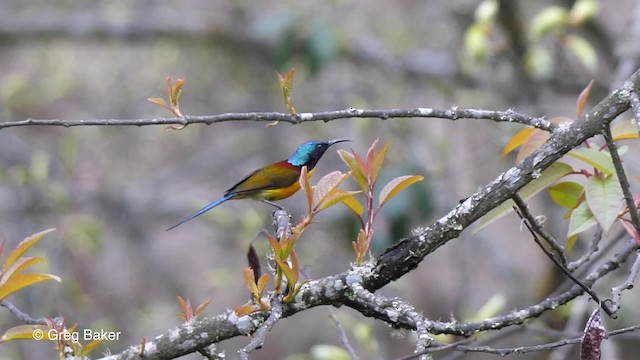 Green-tailed Sunbird - ML201811091