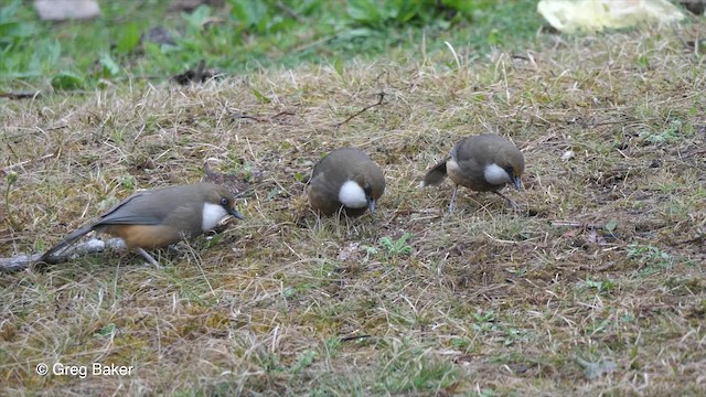 White-throated Laughingthrush - ML201811141