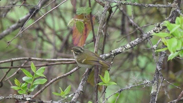 Blyth's Leaf Warbler - ML201811151