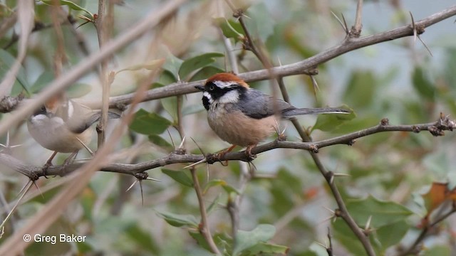 Black-throated Tit (Red-headed) - ML201811211