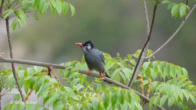 Bulbul Negro (grupo psaroides) - ML201811221