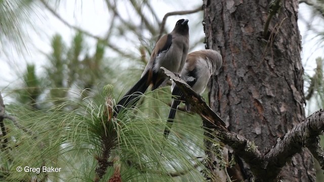 Gray Treepie - ML201811241