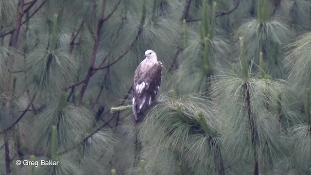 Bindenseeadler - ML201811251