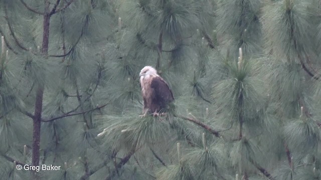 Pallas's Fish-Eagle - ML201811261