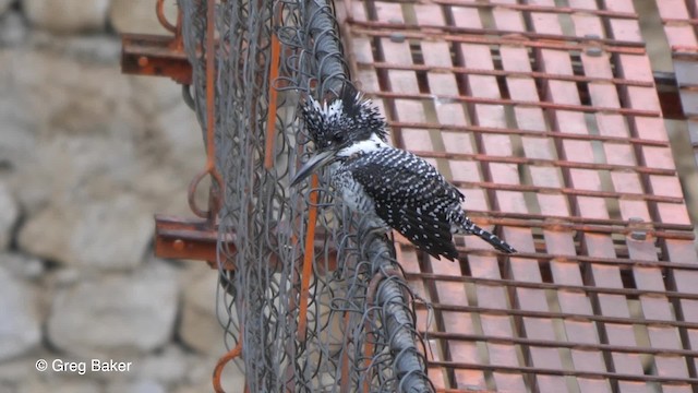 Crested Kingfisher - ML201811271