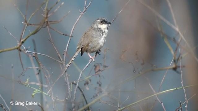 Himalaya Çizgili Prinyası - ML201811301