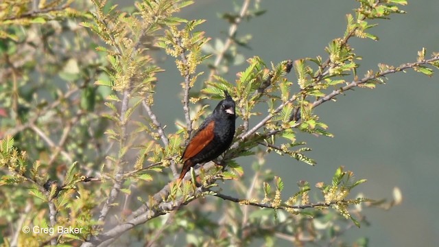 Crested Bunting - ML201811311