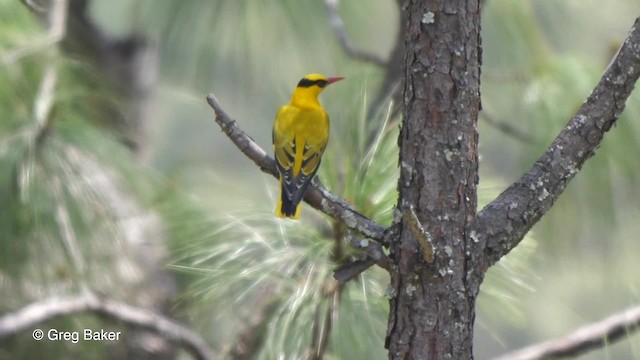 Slender-billed Oriole - ML201811321