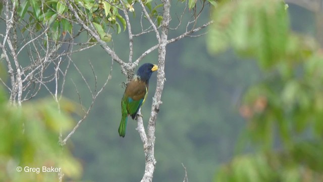 Great Barbet - ML201811331